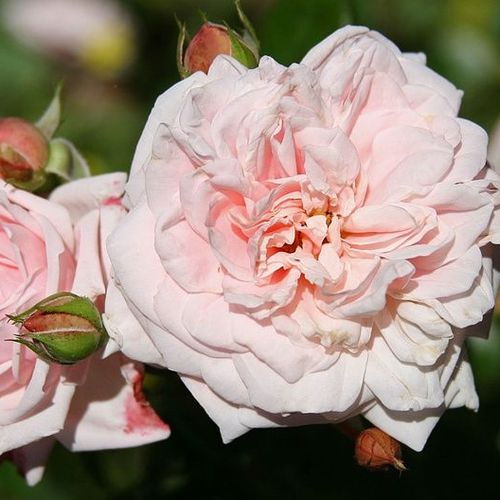 Shop - Rosa Awakening™ - rosa - kletterrosen - stark duftend - Jan Böhm - Sie blüht üppig und frisch duftend im Frühling oder im Sommer, aber teilweise schmückt sie auch noch später.